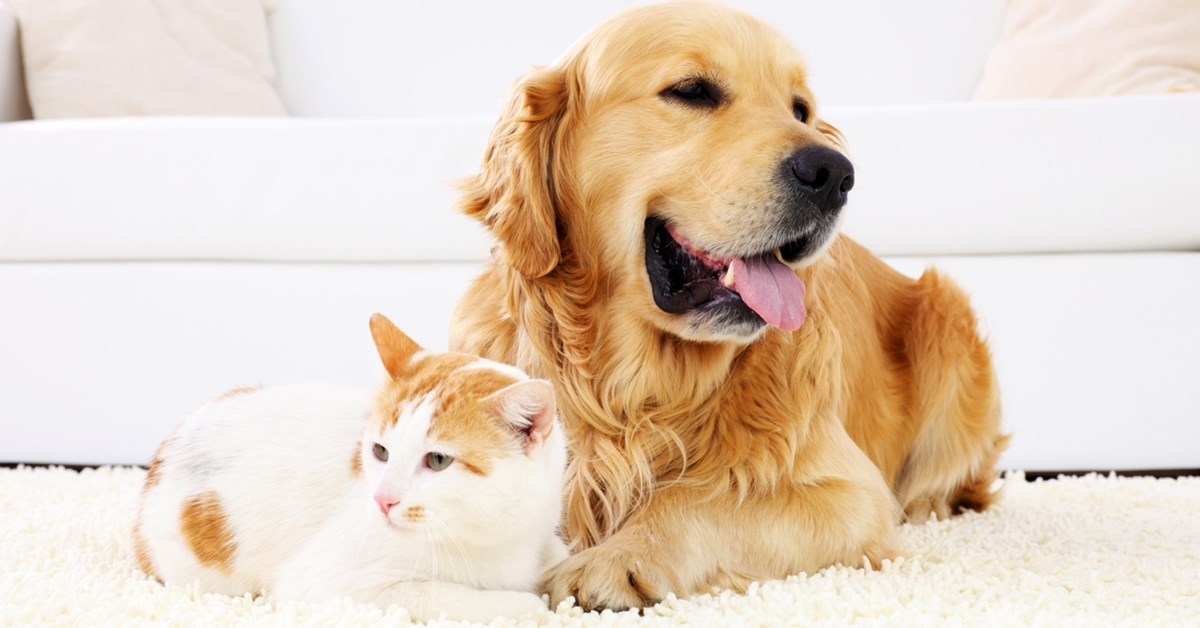 Responsible Pet Care Guide: Ensure Your Pet’s Well-being