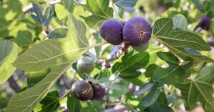 Growing Black Madeira Figs