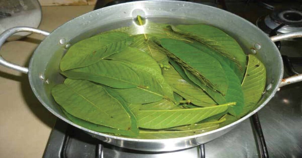  How to Make Fig Leaf Tea 