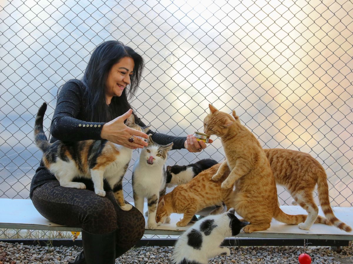 Pet Care Tips for Cats