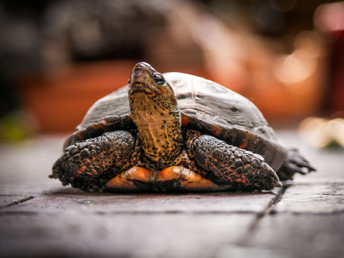 Pet Turtle Care Tips