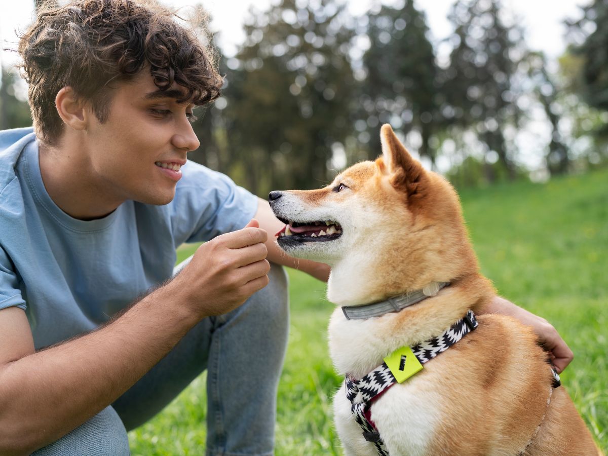Pet Care Tips for Dogs